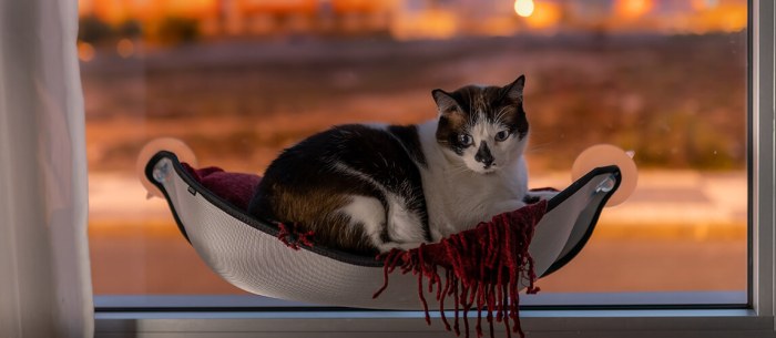 Cat hammock funny success pics cats gifs part comments sleep Review of hammocks for cat owners
